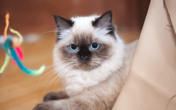 Breeder Ragdolls White cat