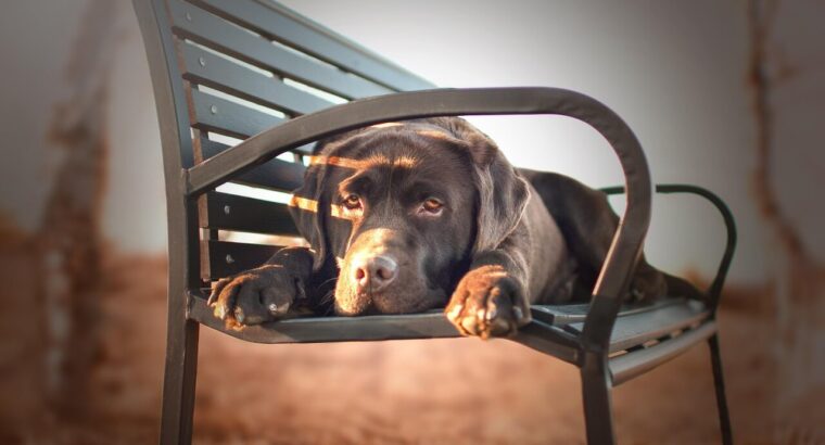 Adorable Labrador Puppies for Sale...